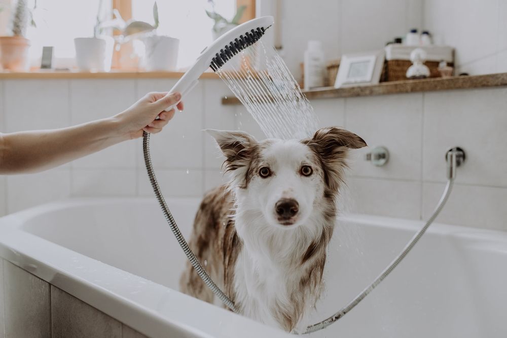 Ручний душ для собак 150 3jet, з масажним струменем Hansgrohe DogShower (колір - білий матовий) 26640700 26640700 &mdash; фото в Esantehnika