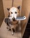 Ручний душ для собак 150 3jet, з масажним струменем Hansgrohe DogShower (колір - білий матовий) 26640700 26640700 &mdash; фото в Esantehnika